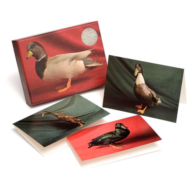 Beautiful Ducks notecards