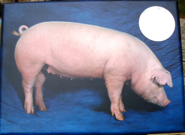 Beautiful Pigs notecards