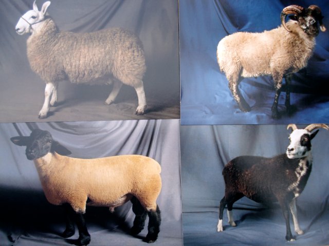 Beautiful Sheep notecards