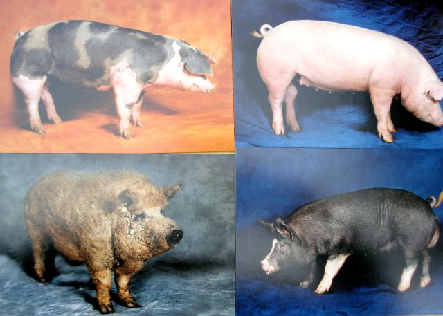 Beautiful Pigs notecards