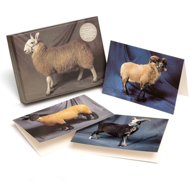 Beautiful Sheep notecards